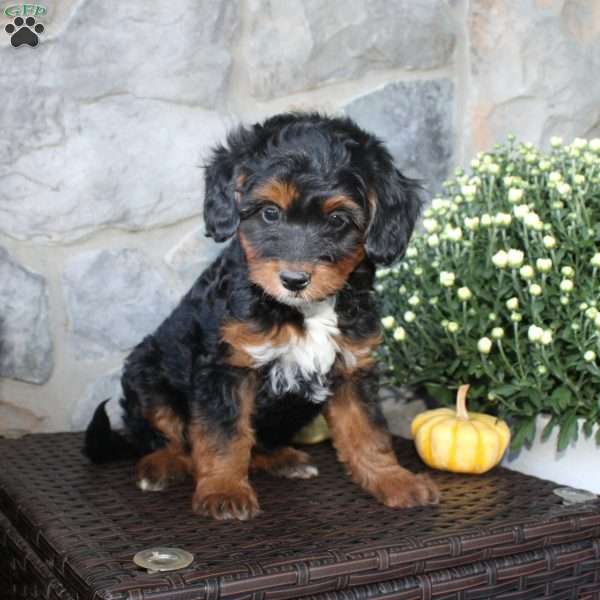 Tanya, Mini Aussiedoodle Puppy