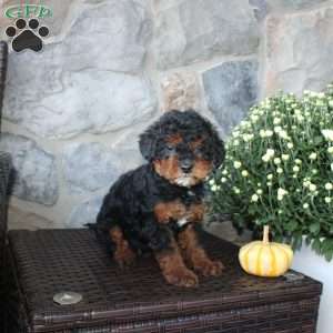 Tasha, Mini Aussiedoodle Puppy