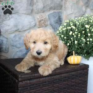 Tinker, Mini Aussiedoodle Puppy