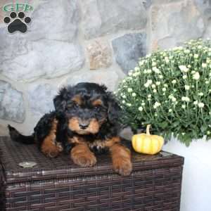 Tommy, Mini Aussiedoodle Puppy