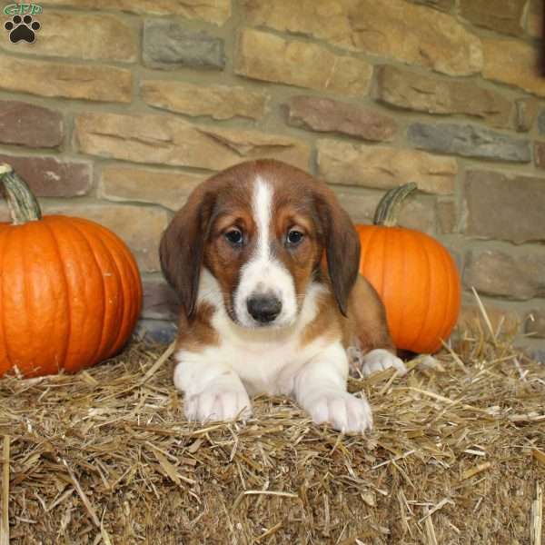 Autumn, Basset Hound Mix Puppy