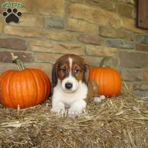 Austin, Basset Hound Mix Puppy