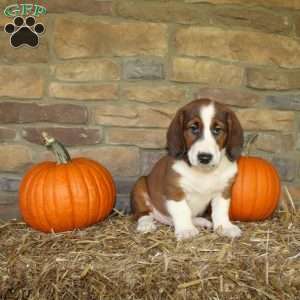 Atlas, Basset Hound Mix Puppy