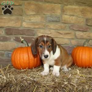 Aspen, Basset Hound Mix Puppy