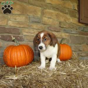 Asher, Basset Hound Mix Puppy
