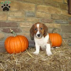 Acorn, Basset Hound Mix Puppy