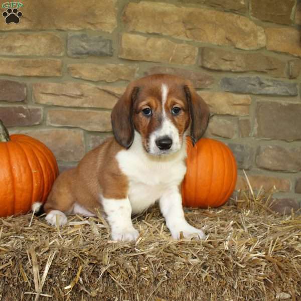 Ace, Basset Hound Mix Puppy