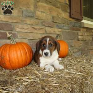 Abe, Basset Hound Mix Puppy