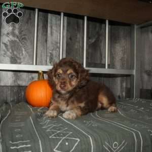 Tulip, Mini Aussiedoodle Puppy
