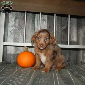 Tina, Mini Aussiedoodle Puppy