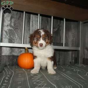 Tilly, Mini Aussiedoodle Puppy