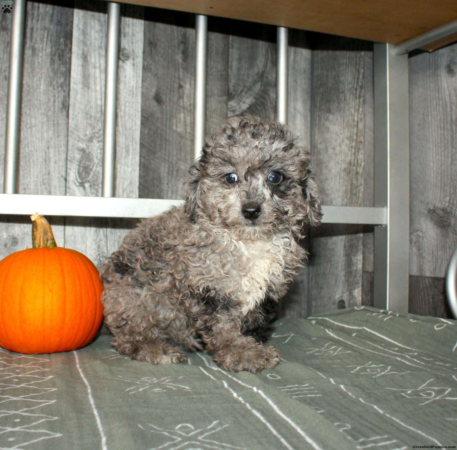 Becca (Miniature Poodle, Female) in Gratz, PA