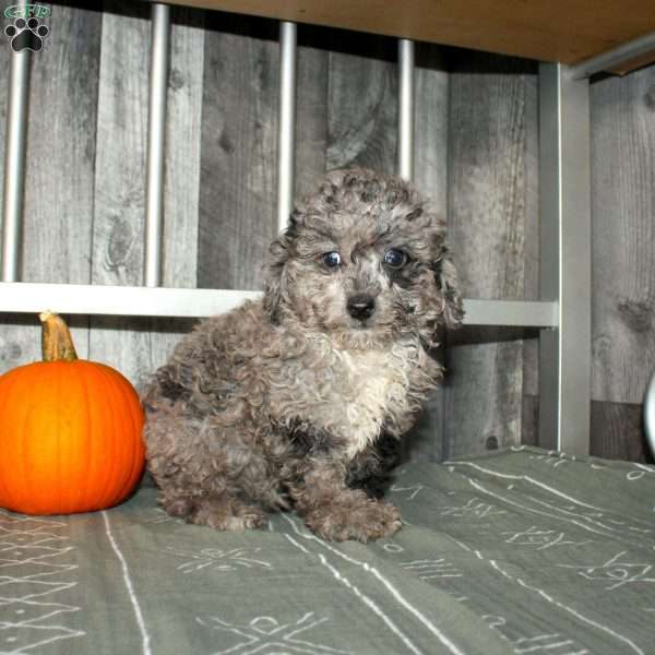 Becca, Miniature Poodle Puppy