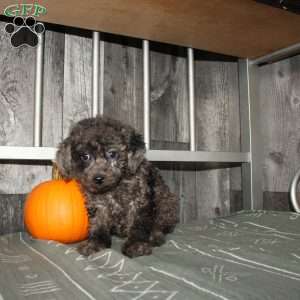 Bubbles, Miniature Poodle Puppy