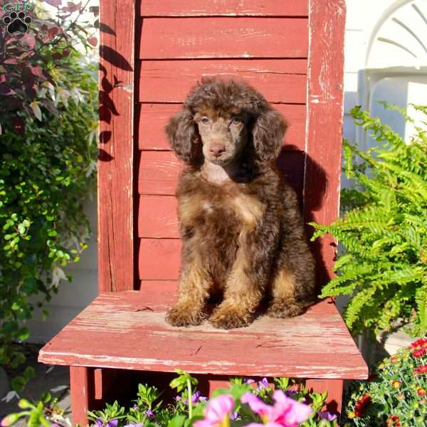 Sharon, Miniature Poodle Puppy