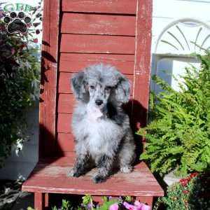 Sasha, Miniature Poodle Puppy