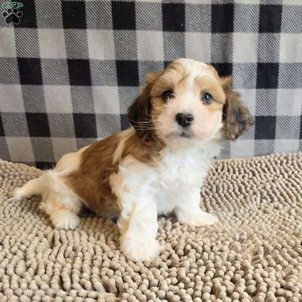 Ben, Havachon Puppy
