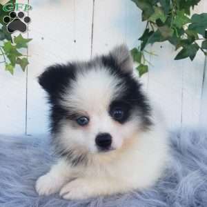 Cody, Pomeranian Puppy