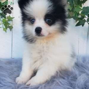 Cody, Pomeranian Puppy