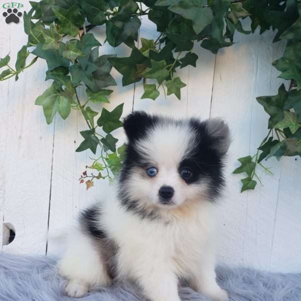 Cody, Pomeranian Puppy