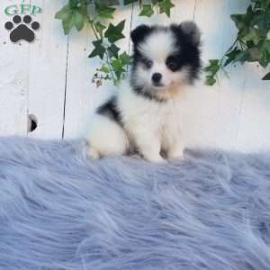 Cody, Pomeranian Puppy