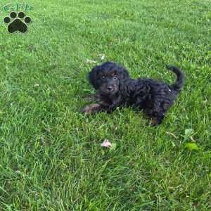 Tammy, Cavapoo Puppy
