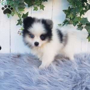 Cody, Pomeranian Puppy