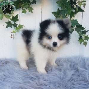 Cody, Pomeranian Puppy