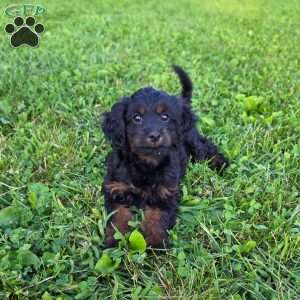 Tammy, Cavapoo Puppy