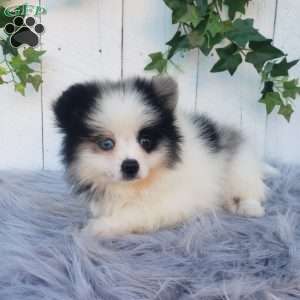 Cody, Pomeranian Puppy