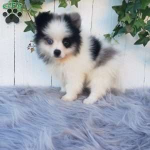 Cody, Pomeranian Puppy