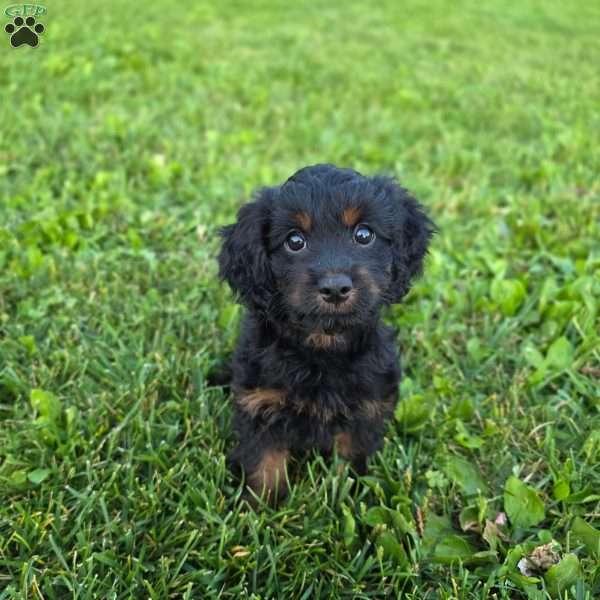 Tammy, Cavapoo Puppy