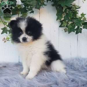 Abby, Pomeranian Puppy