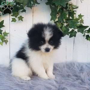 Abby, Pomeranian Puppy
