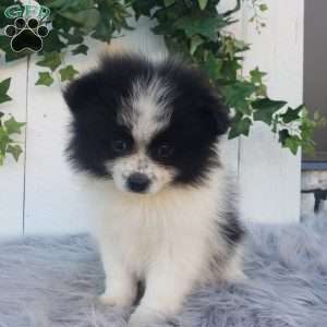 Abby, Pomeranian Puppy