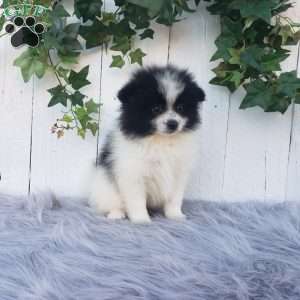 Abby, Pomeranian Puppy