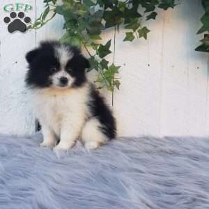 Abby, Pomeranian Puppy