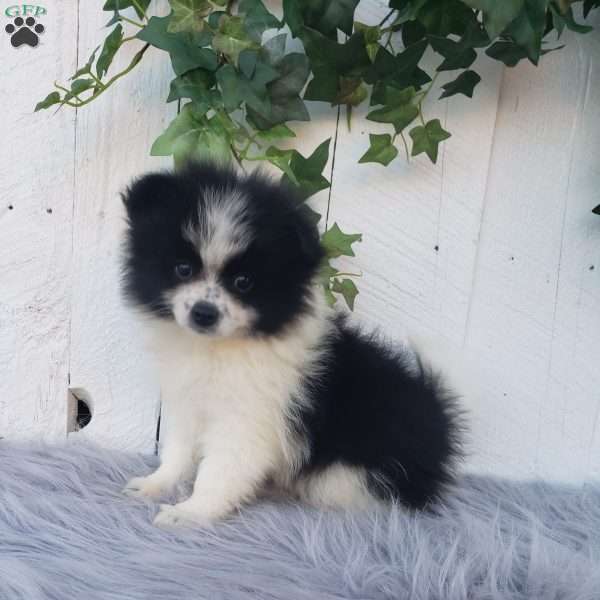 Abby, Pomeranian Puppy