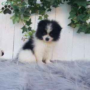 Abby, Pomeranian Puppy
