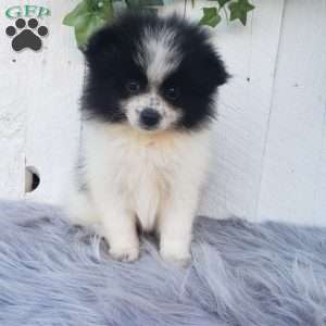 Abby, Pomeranian Puppy