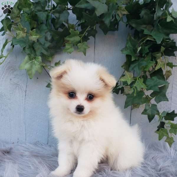 Sage, Pomeranian Puppy