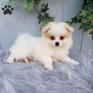 Sage, Pomeranian Puppy
