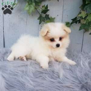 Sage, Pomeranian Puppy