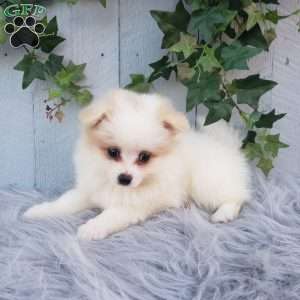 Sage, Pomeranian Puppy