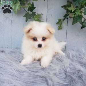 Sage, Pomeranian Puppy