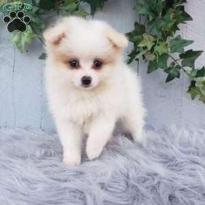 Sage, Pomeranian Puppy
