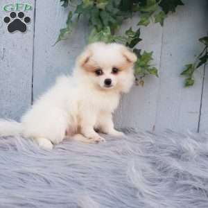Sage, Pomeranian Puppy