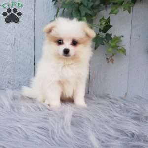 Sage, Pomeranian Puppy