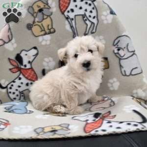 Velma, Scottish Terrier Puppy