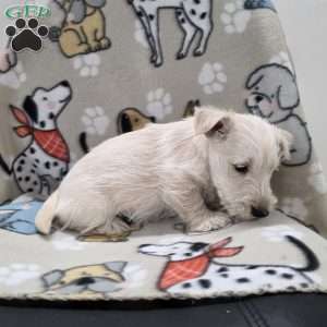 Vivian, Scottish Terrier Puppy